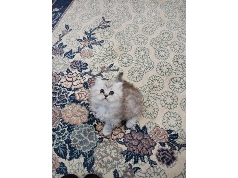 British longhair yavrularım sahiplerini bekliyor