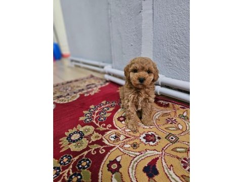 Poodle bal çocuklarım