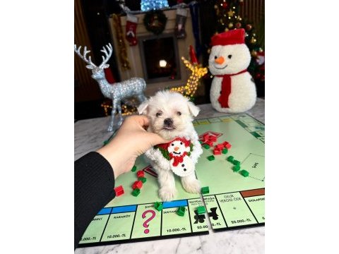 Sevimli erkek yavru köpeğimizle tanışın!