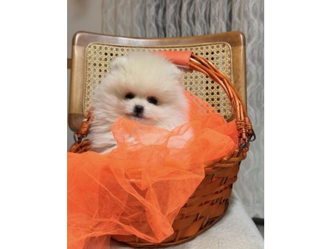 Teddy pomeranian boo
