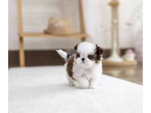 A kalite dişi ve erkek shih tzu bebeklerimiz