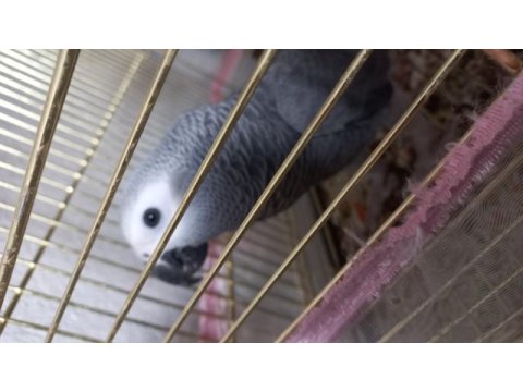 Erkek güzeli bebek jako papağanı