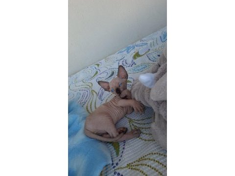 Safkan sfenks erkek yavrumuz