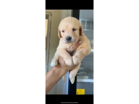 A+ kalite golden retriever yavrularımız 81 ile gönderilir