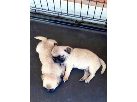 Pug mops yavruları