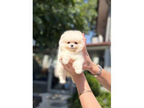 Pomeranian boo dişi köpeğimiz