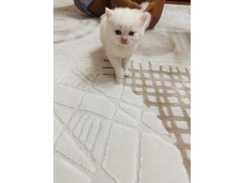 12 haziran doğumlu bir aylık erkek kedimiz