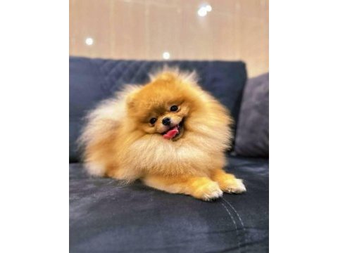 Ayı surat şecereli pomeranian boo erkek