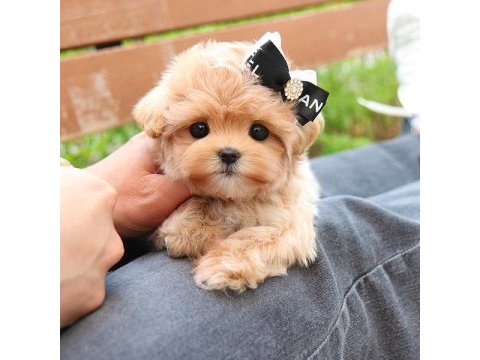 Mükemmel maltipoo yavruları kore