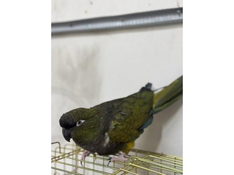 Çok güzel full + full evcil patagonya konur papağanı