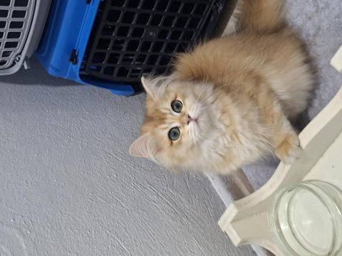 Golden ny12 erkek british longhair yavrum teslime hazır