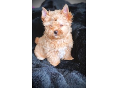 Çok özel exotic yorkshire terrier ziyarete açık