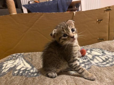 Scottish fold anneden 4 erkek bebek