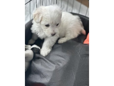 Dişi maltipoo yavru köpeğimiz