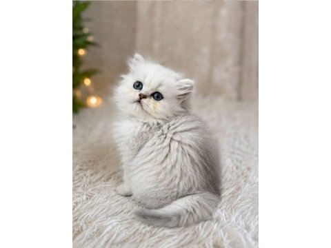British longhair ve shorthair silver