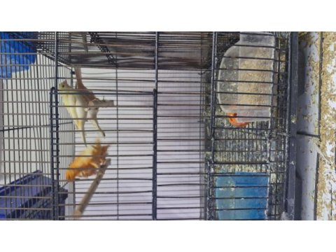 Kanaryalar birbirinden güzel öten kuşlar