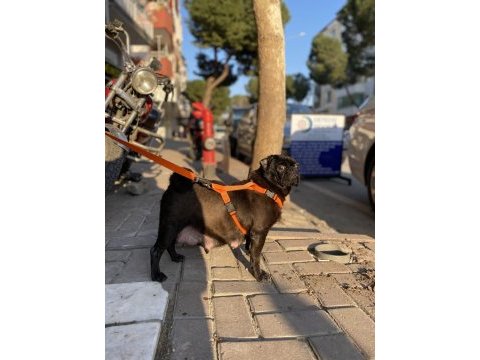 1.5 yaşında pug evde bakılıyor tuvalet eğitimi mevcut