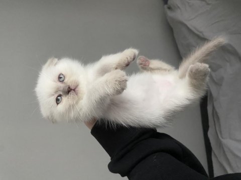 Blue point scottish fold