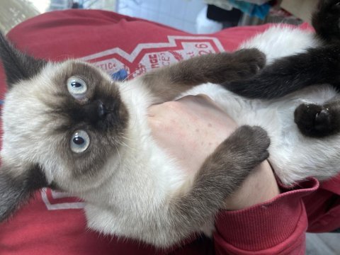 British shorthair erkek kedimiz