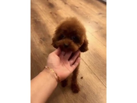 Kore teacup 15 aylık dişi 1400 gr 18 cm poodle