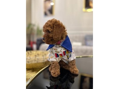 Show kalite toy poodle yavruları erkek ve dişi