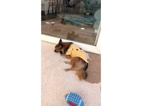 Eş arıyoruz erkek uzun tüylü chihuahua