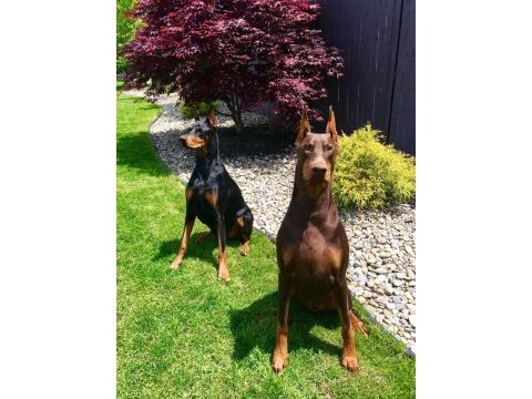 Safkan dev king europe doberman yavruları hazır