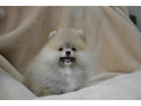 Pomeranian daha güzeli yok