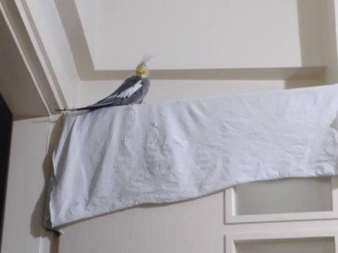 Erkek ve dişi sultan papağanı
