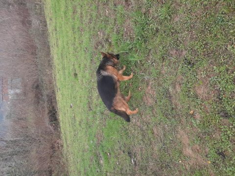 Üst düzey şecereli 2 yaşında dişi alman çoban köpeği