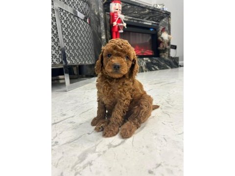 A plus poodle yavrular