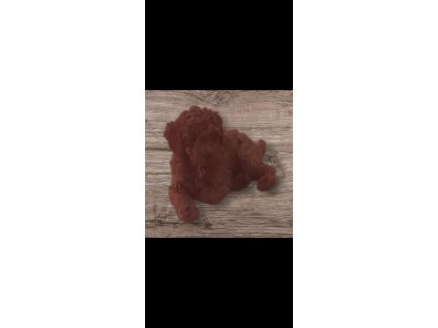 Minyatür toy poodle yavrularımız