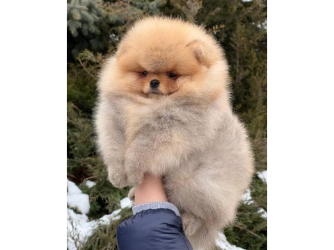 Teddy bear pomeranian yavruları