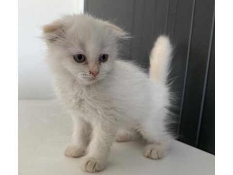Scottish fold longhair yavrular