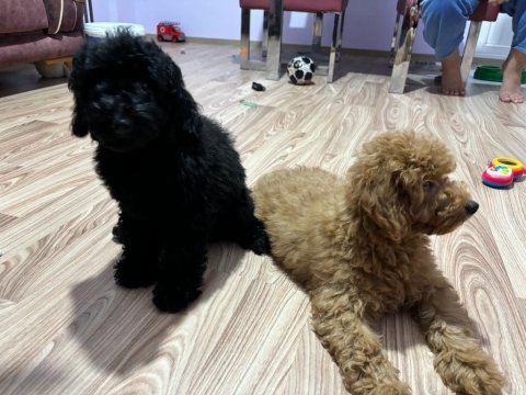 6 aylık siyah toy poodle