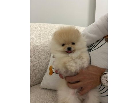 3 aylık sıfır burun orjinal tüm eşyalarıyla pomeranian