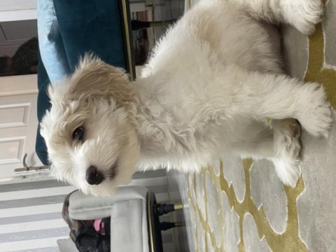 Pamuk gibi maltipoo