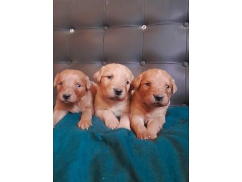 Golden retriever babyface yavrularım
