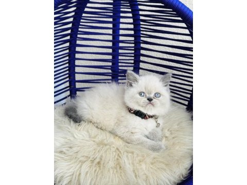Exotic shorthair sevimli yavrular