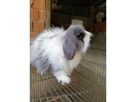 Teddy lop damızlık tavşanlar