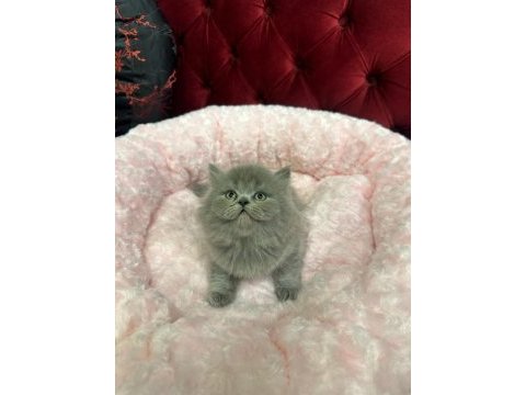 British shorthair 2 aylık