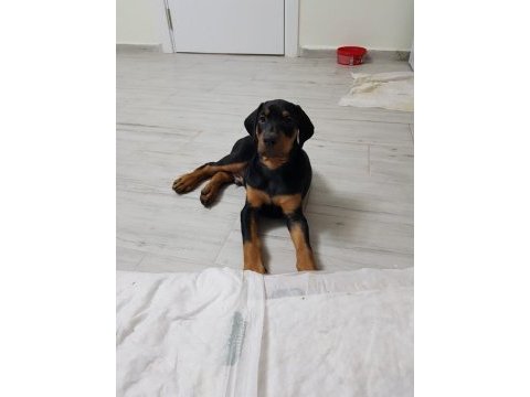 26 haziran doğumlu doberman bebeklerimiz