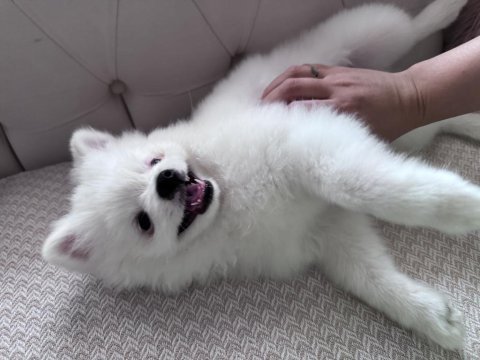 Pomeranian boo