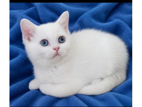 British shorthair erkek ve dişi bebekler