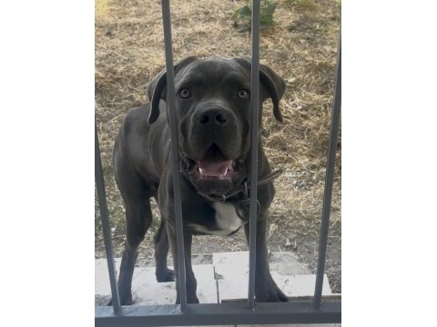 Cane corso blue erkek orjinal eğitimli