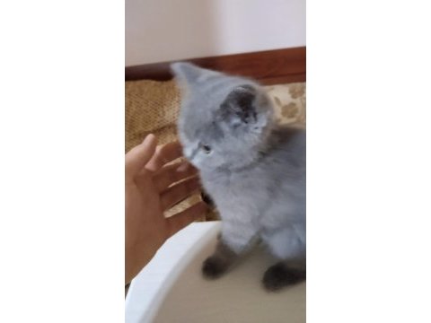 Safkan british shorthair yavru