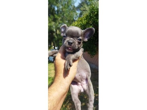 Teslime hazır harika yavrular french bulldog