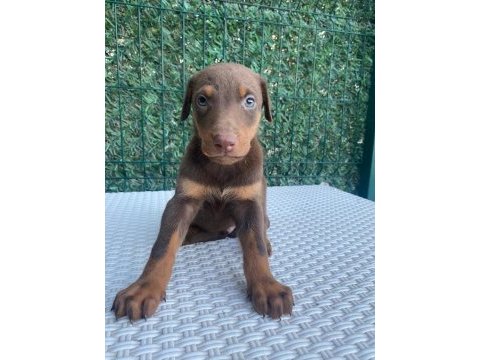 Doberman kızıl ırk