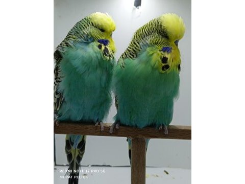 Show jumbo muhabbet kuşlar