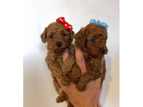 Toy poodle yavrularımız
